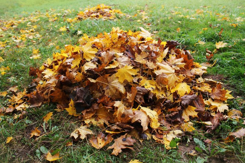 Fall Lawn Cleanup Image 2