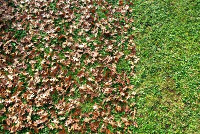 Fall Lawn Cleanup Image 3
